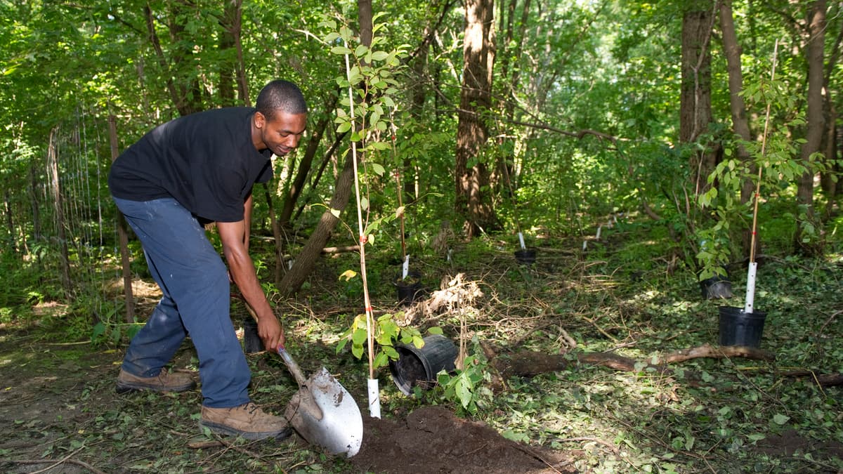 Québec annonce un investissement pour la plantation de 12,4 millions d’arbres