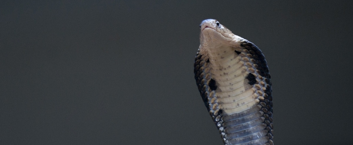 75 cobras venenosas em uma casa na Carolina do Norte 75 cobras venenosas em uma casa na Carolina do Norte