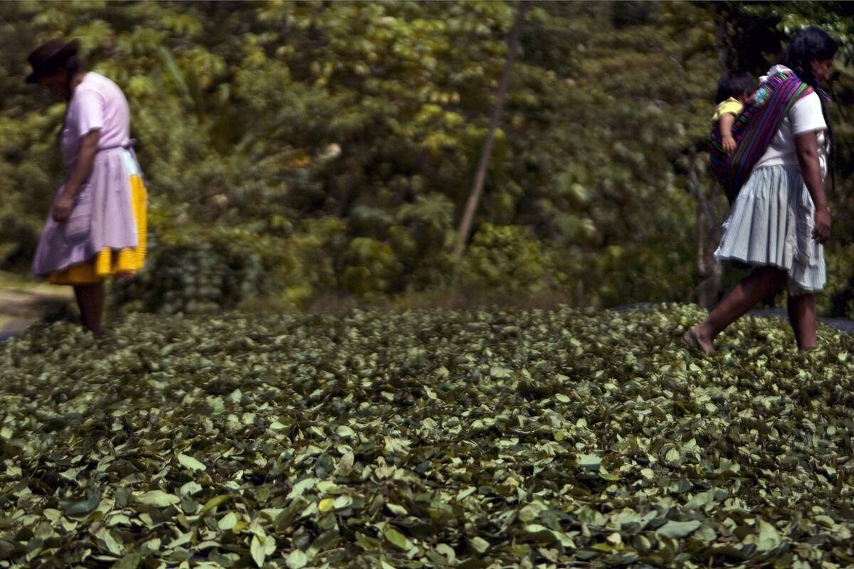 Perou Le Prix De La Cocaine S Effondre Pour Cause De Pandemie Jdm