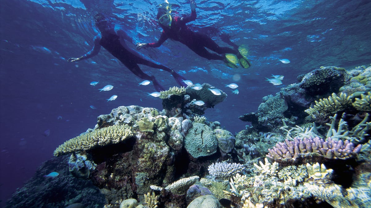 Grande Barriera Corallina: l’Australia affronta il problema della scarsa qualità dell’acqua Grande Barriera Corallina: l’Australia affronta il problema della scarsa qualità dell’acqua