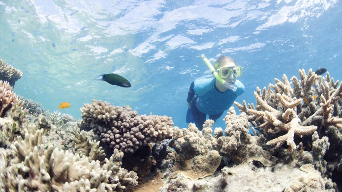 Australie: 91% de la Grande Barrière de corail a subi un «blanchissement»