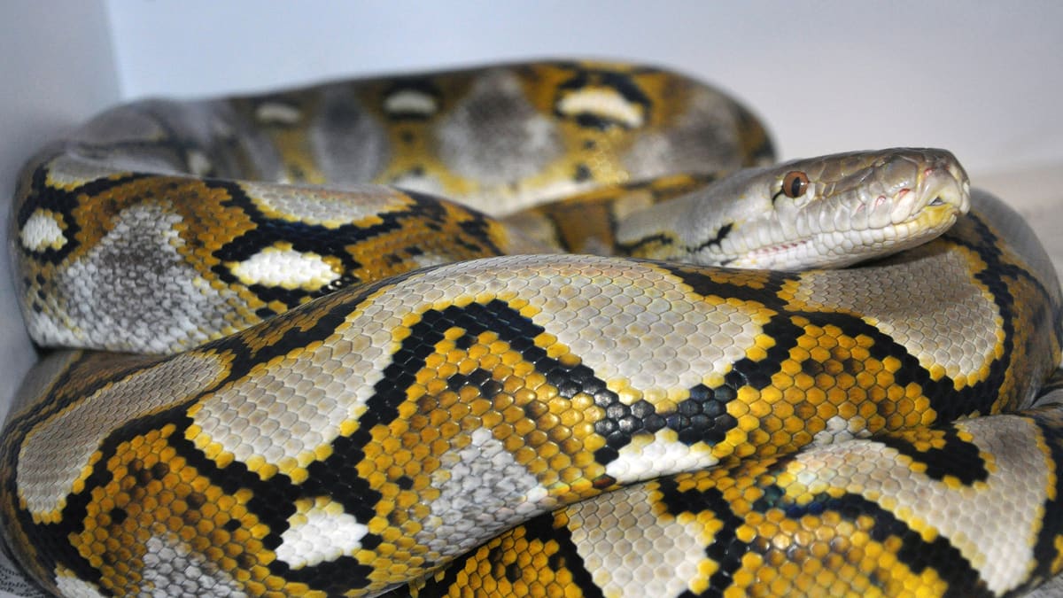 A 5-metre-long snake swallows a woman in Indonesia A 5-metre-long snake swallows a woman in Indonesia