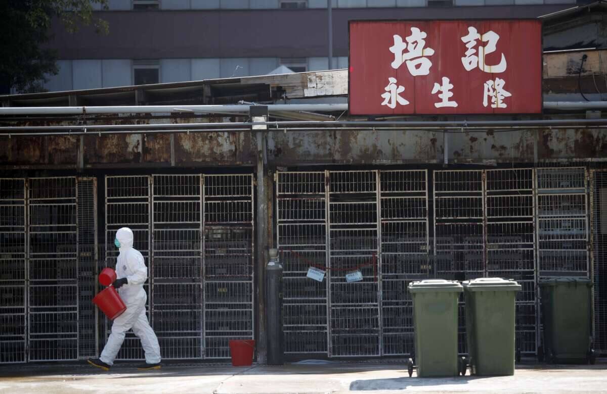 La Chine d&eacute;tecte le premier cas humain de grippe aviaire H3N8