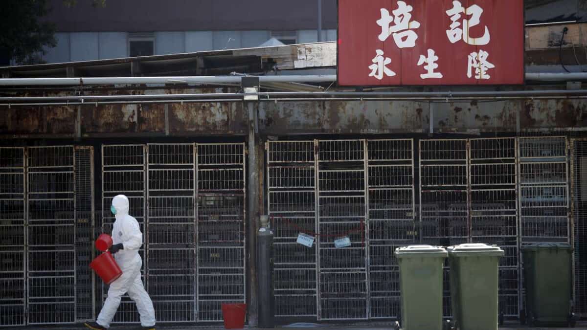 La Chine détecte le premier cas humain de grippe aviaire H3N8