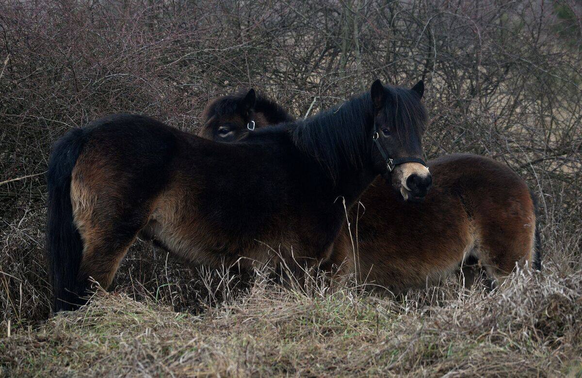 15 enfants d'un camp de vacances bless&eacute;s par des poneys en France