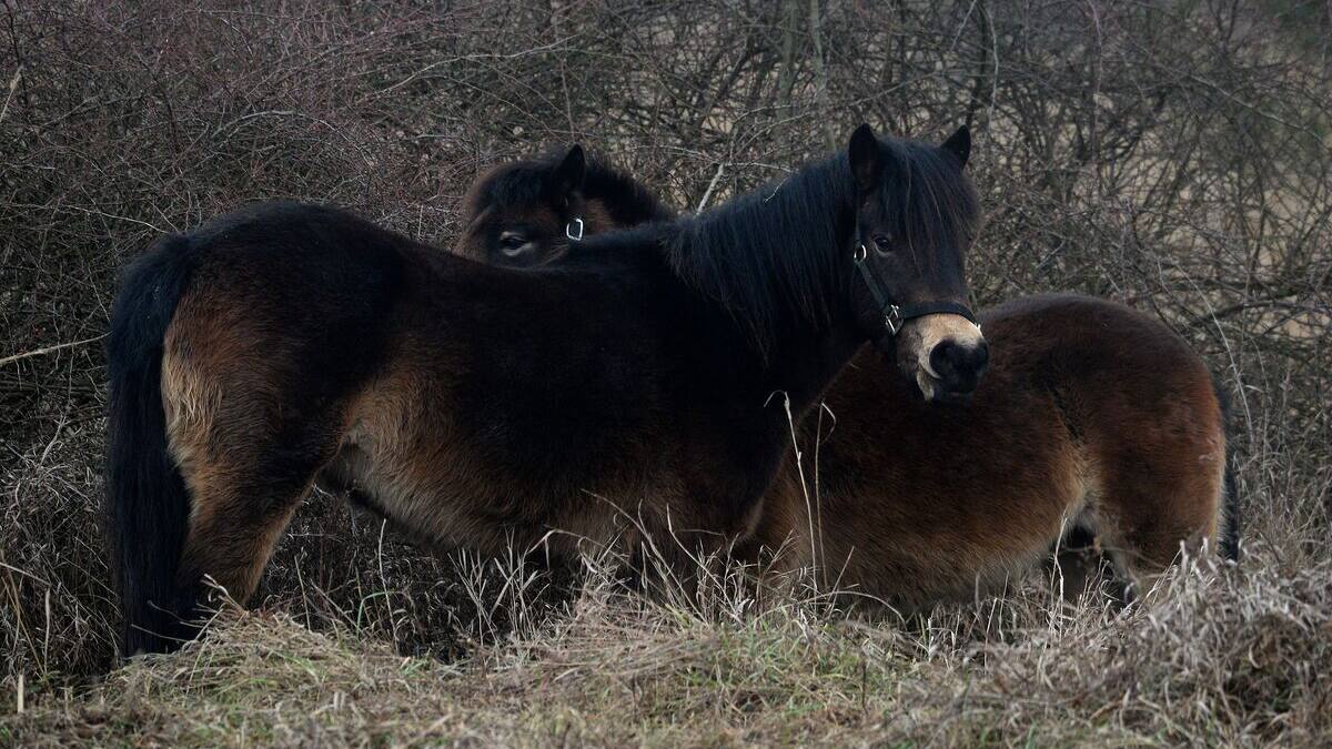 15 enfants d'un camp de vacances blessés par des poneys en France