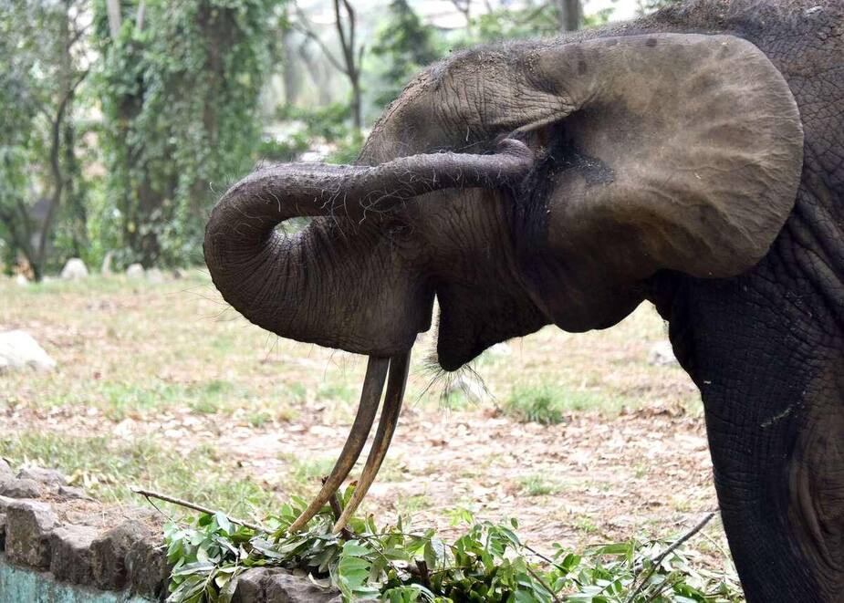 Image principale de l'article Il reste moins de 500 éléphants en Côte d’Ivoire