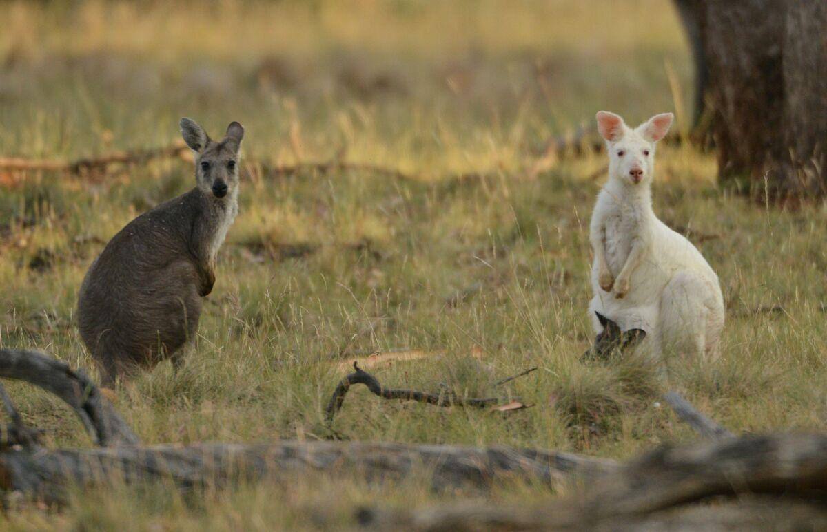 Australie: deux adolescents inculp&eacute;s pour la mort de 14 kangourous