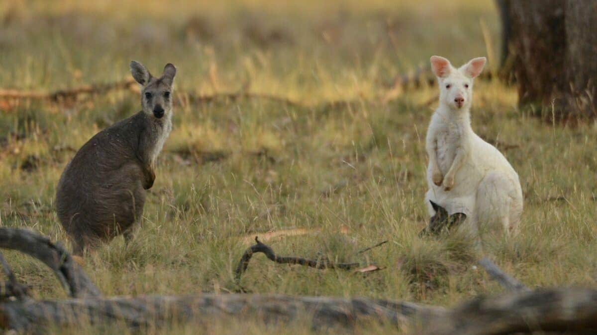 Austrália: adolescentes acusados de matar 14 cangurus Austrália: adolescentes acusados de matar 14 cangurus