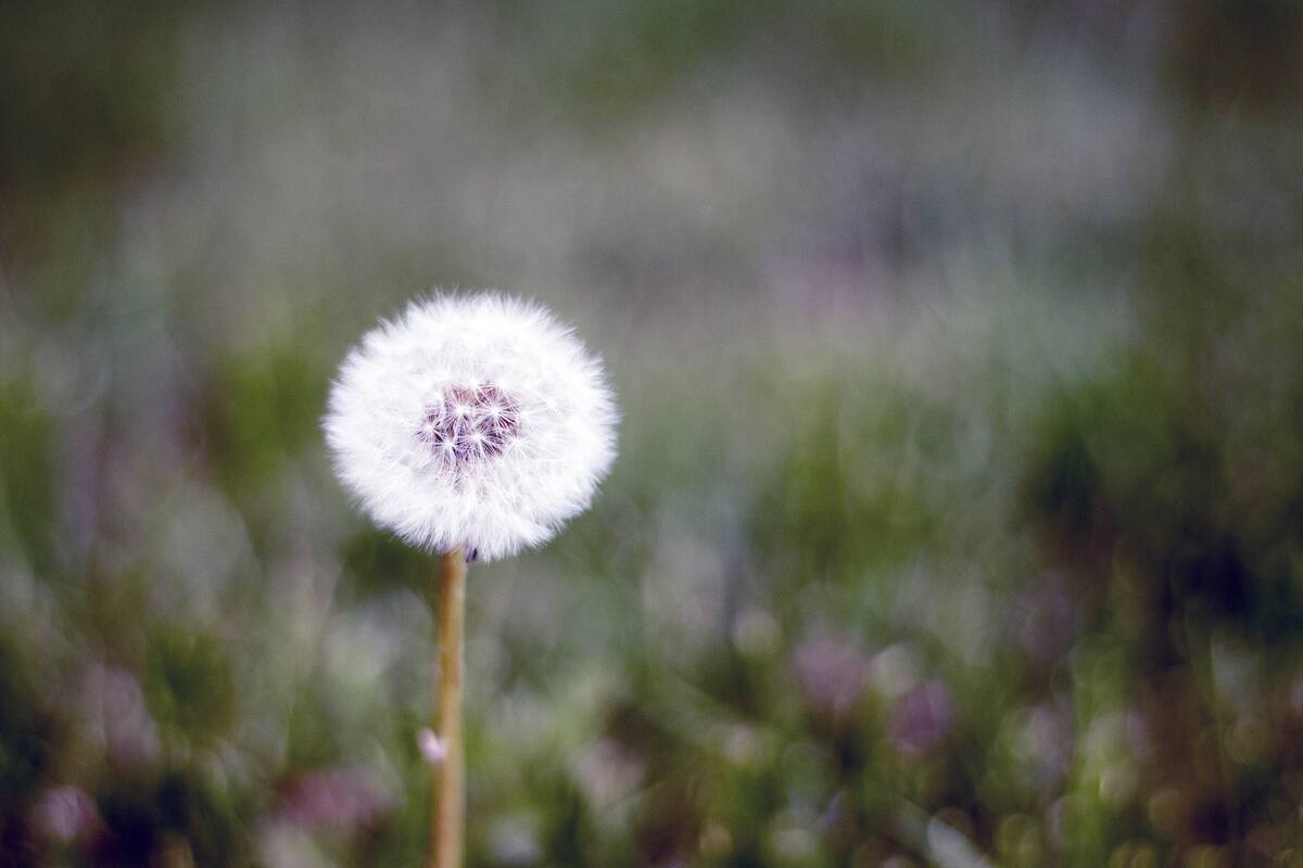 La saison des allergies arrive de plus en plus t&ocirc;t