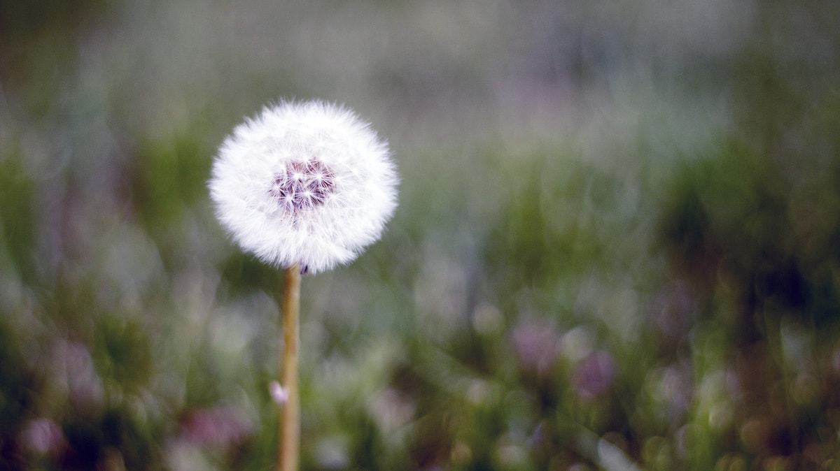 La saison des allergies arrive de plus en plus tôt