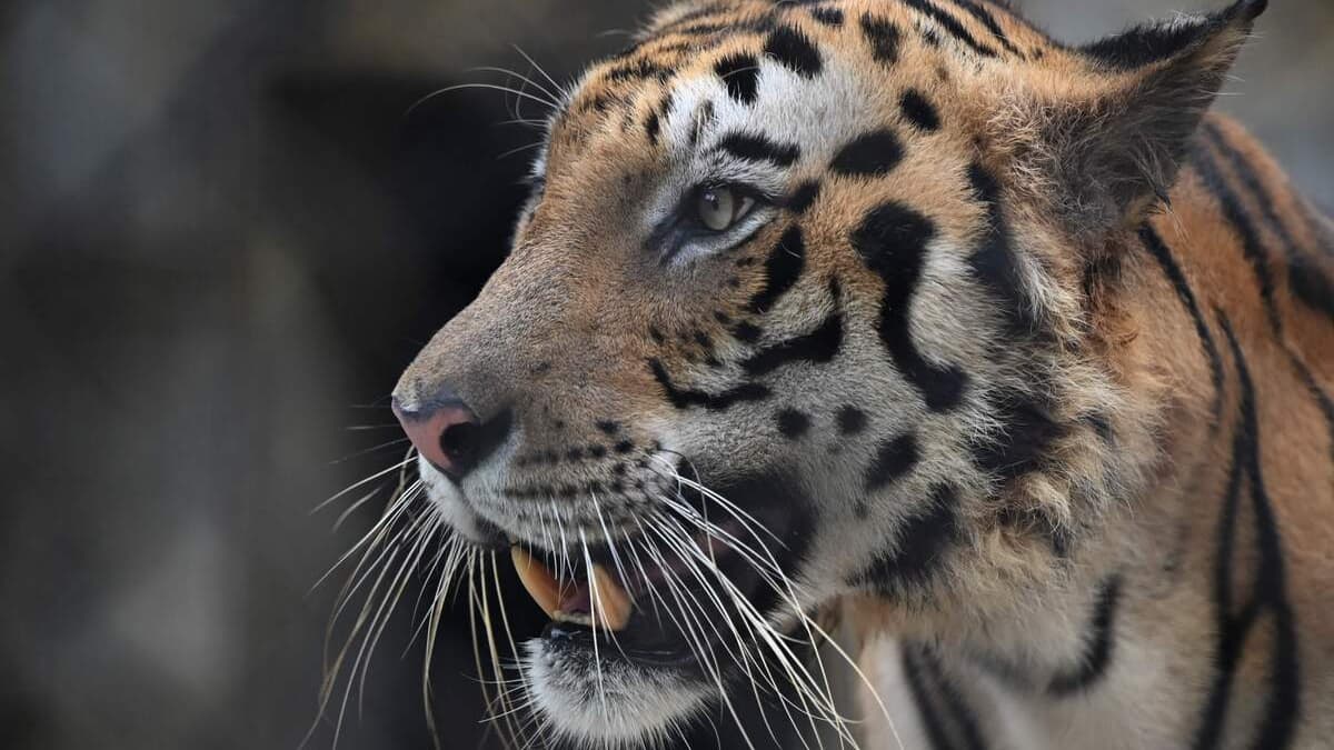 ‘Man-eating’ tiger shot dead in India after killing 9 people ‘Man-eating’ tiger shot dead in India after killing 9 people