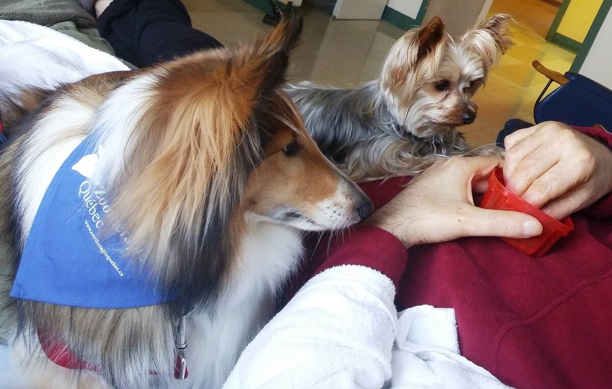 Les activit&eacute;s de zooth&eacute;rapie malmen&eacute;es pendant la pand&eacute;mie