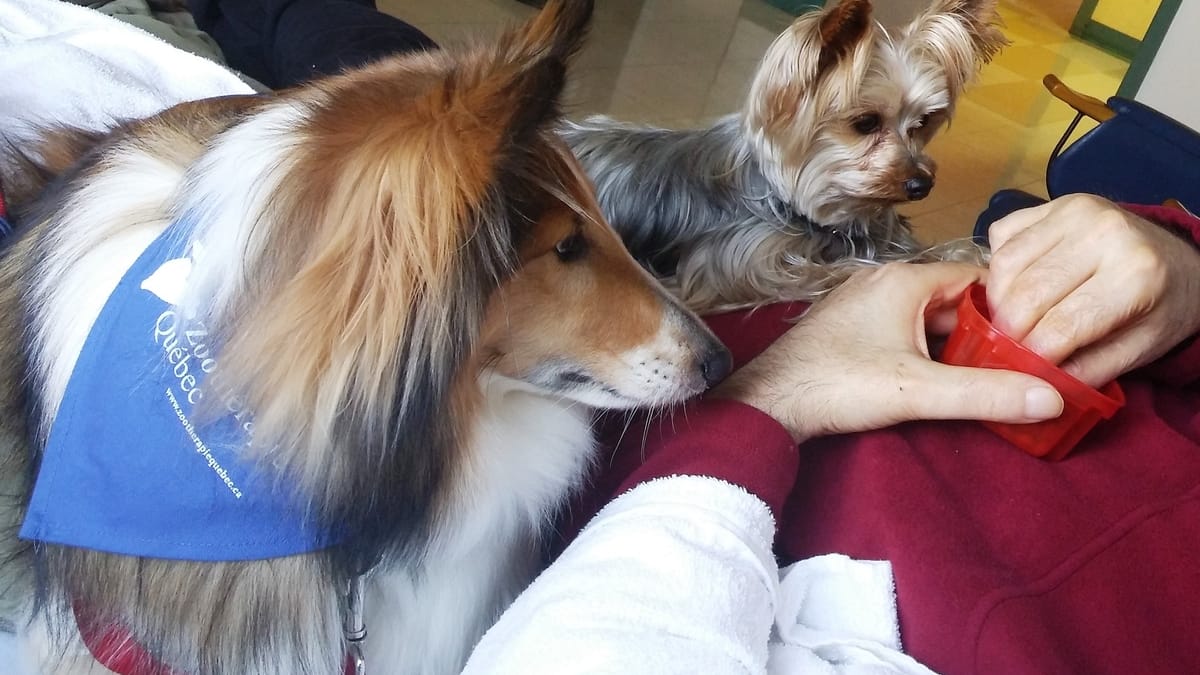 Les activités de zoothérapie malmenées pendant la pandémie