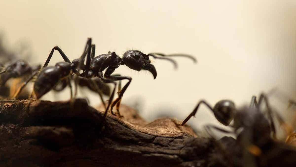 Invasion de fourmis : un village français privé d’électricité