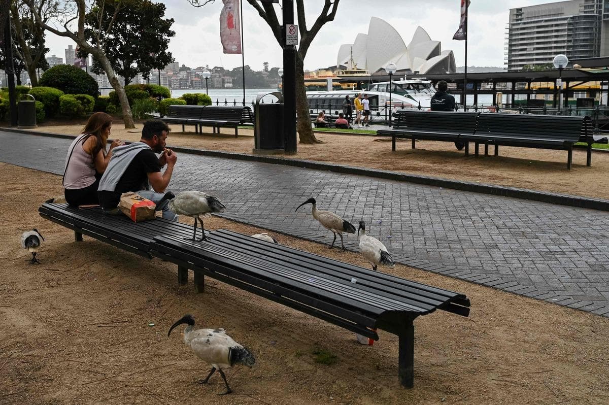 Australia: Sydney emerges from nearly four-month prison sentence