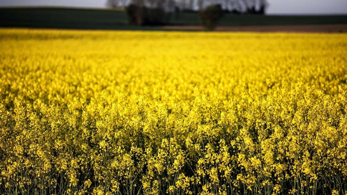 La Chine va lancer une enquête antidumping sur le colza canadien