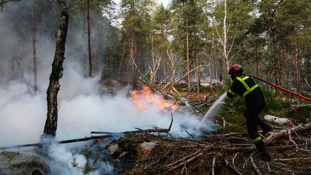 Fontainebleau forest fires: six people arrested, including a volunteer firefighter who admitted the facts Fontainebleau forest fires: six people arrested, including a volunteer firefighter who admitted the facts