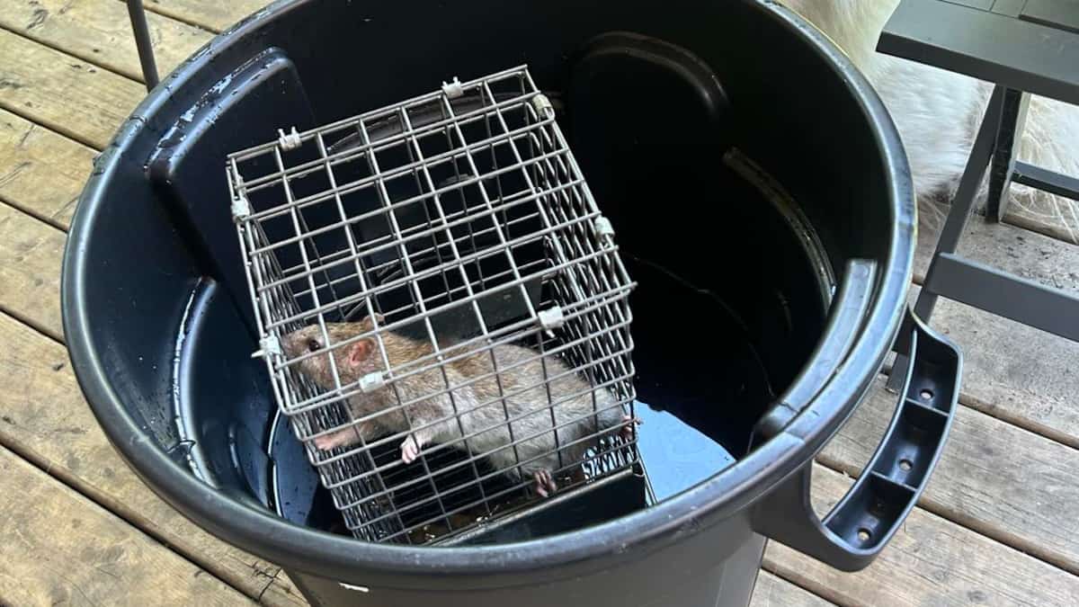Quebec Rats PHOTOS | Au moins 92 rats dans son appartement de Montréal-Nord: une ...