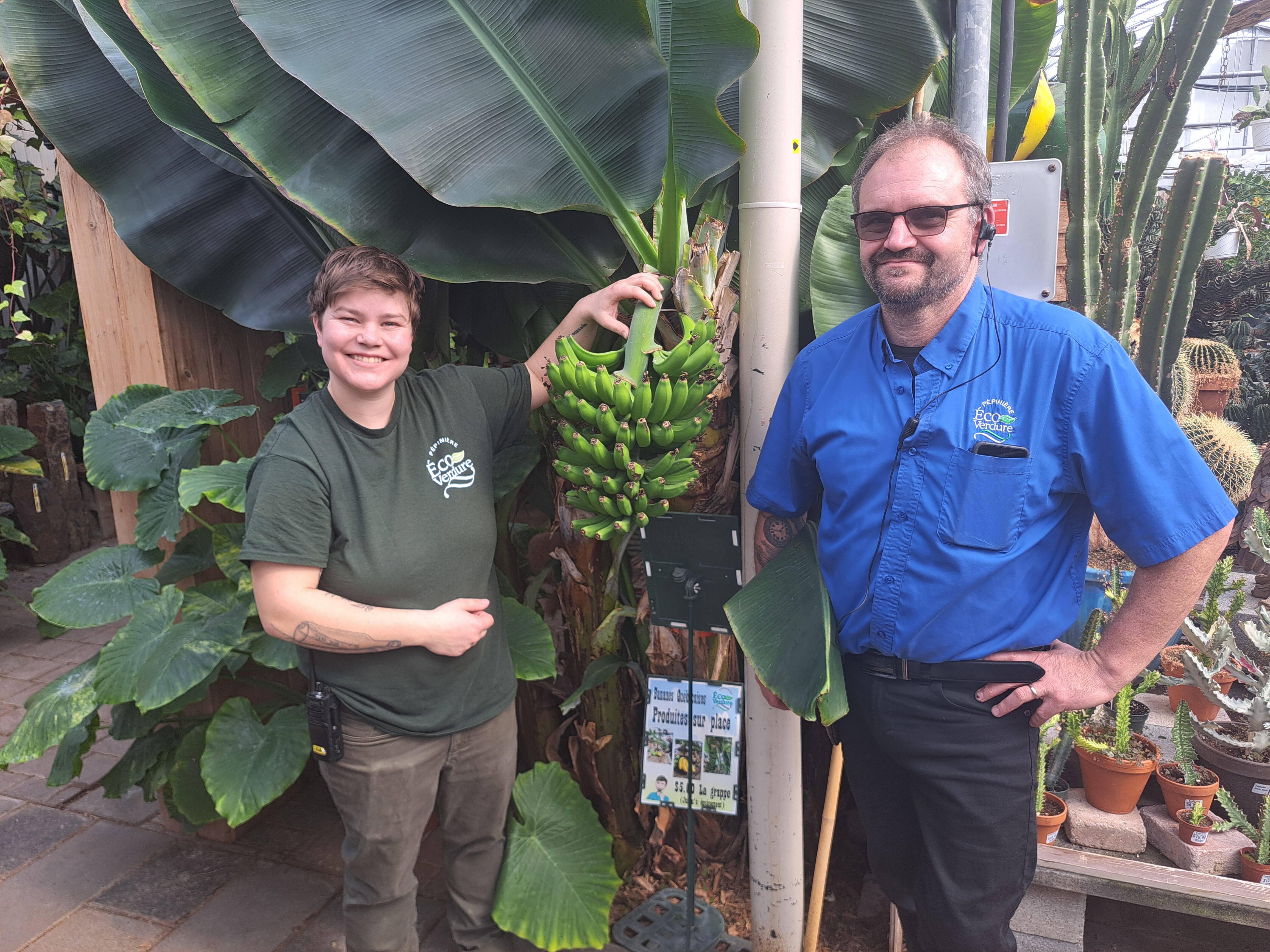 Ils ont r&eacute;ussi le tour de force de faire pousser des bananes &agrave; longueur d&rsquo;ann&eacute;e au Qu&eacute;bec