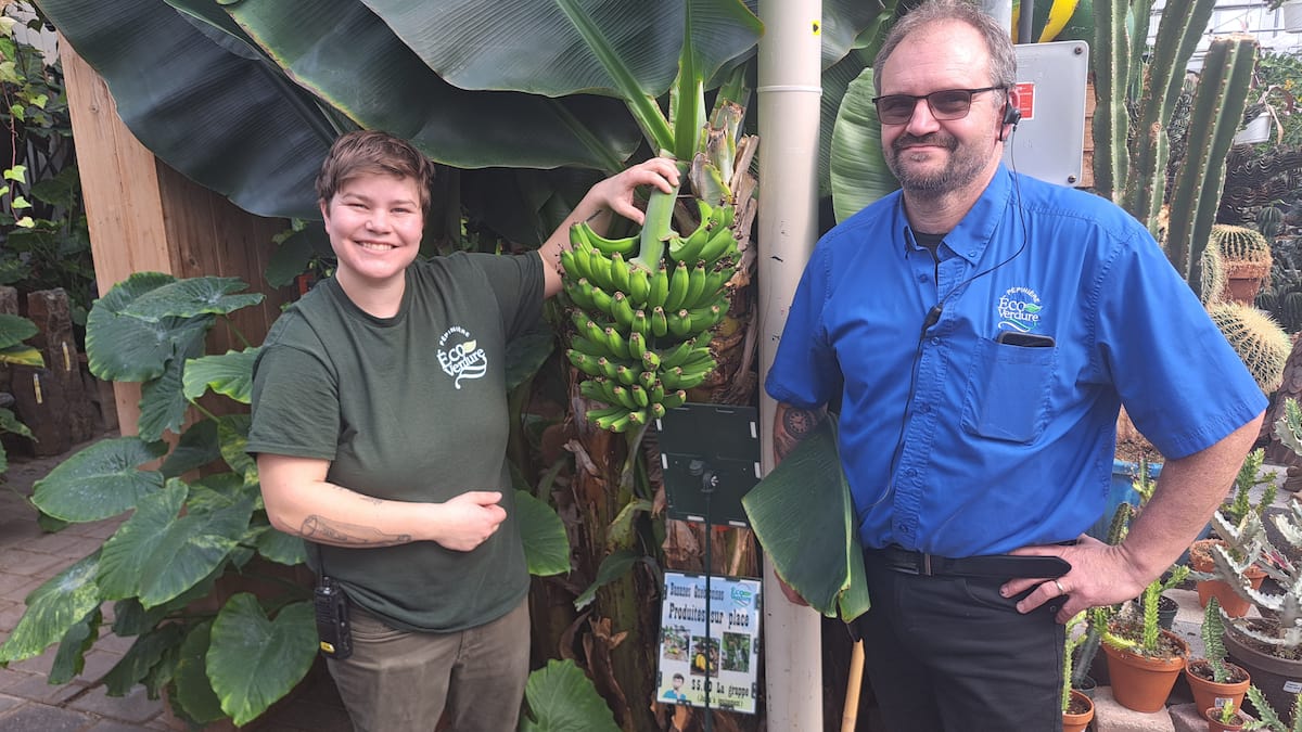 Ils ont réussi le tour de force de faire pousser des bananes à longueur d’année au Québec