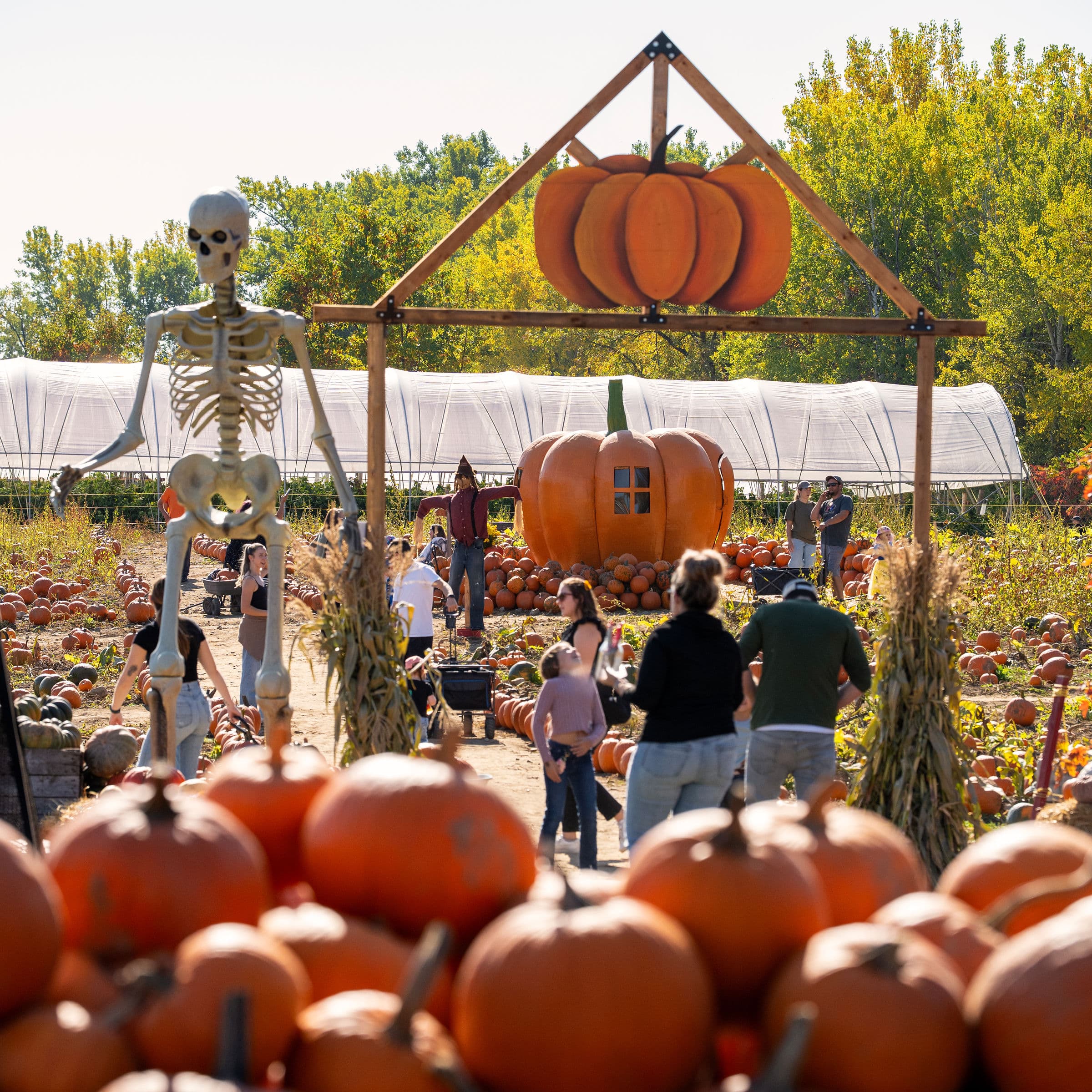 Halloween: La Ferme Marineau à Laval offre cueillette, labyrinthe hanté et saveurs automnales dans un décor enchanteur