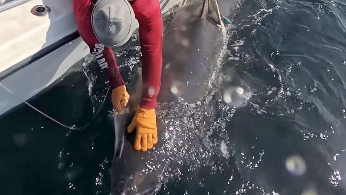 Photo: tvanouvelles.ca Nigel Hussey says Canada must adapt to great white shark presence