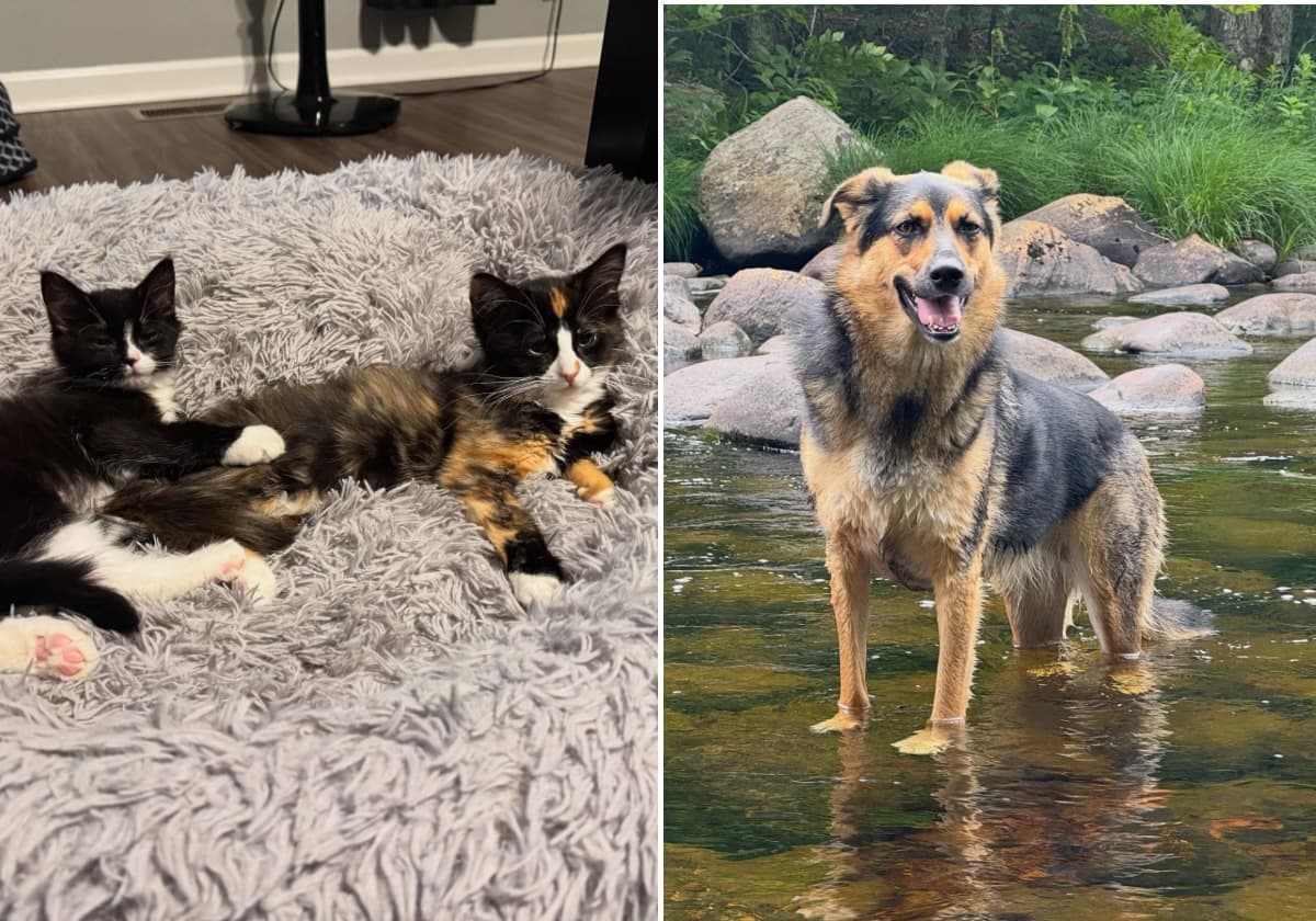 The Ellis family is grieving the loss of their two cats and their dog, Dakota, who perished in the fire that ravaged their home.
