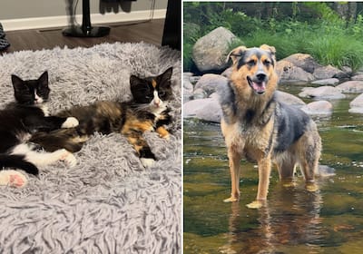 The Ellis family is grieving the loss of their two cats and their dog, Dakota, who perished in the fire that ravaged their home.