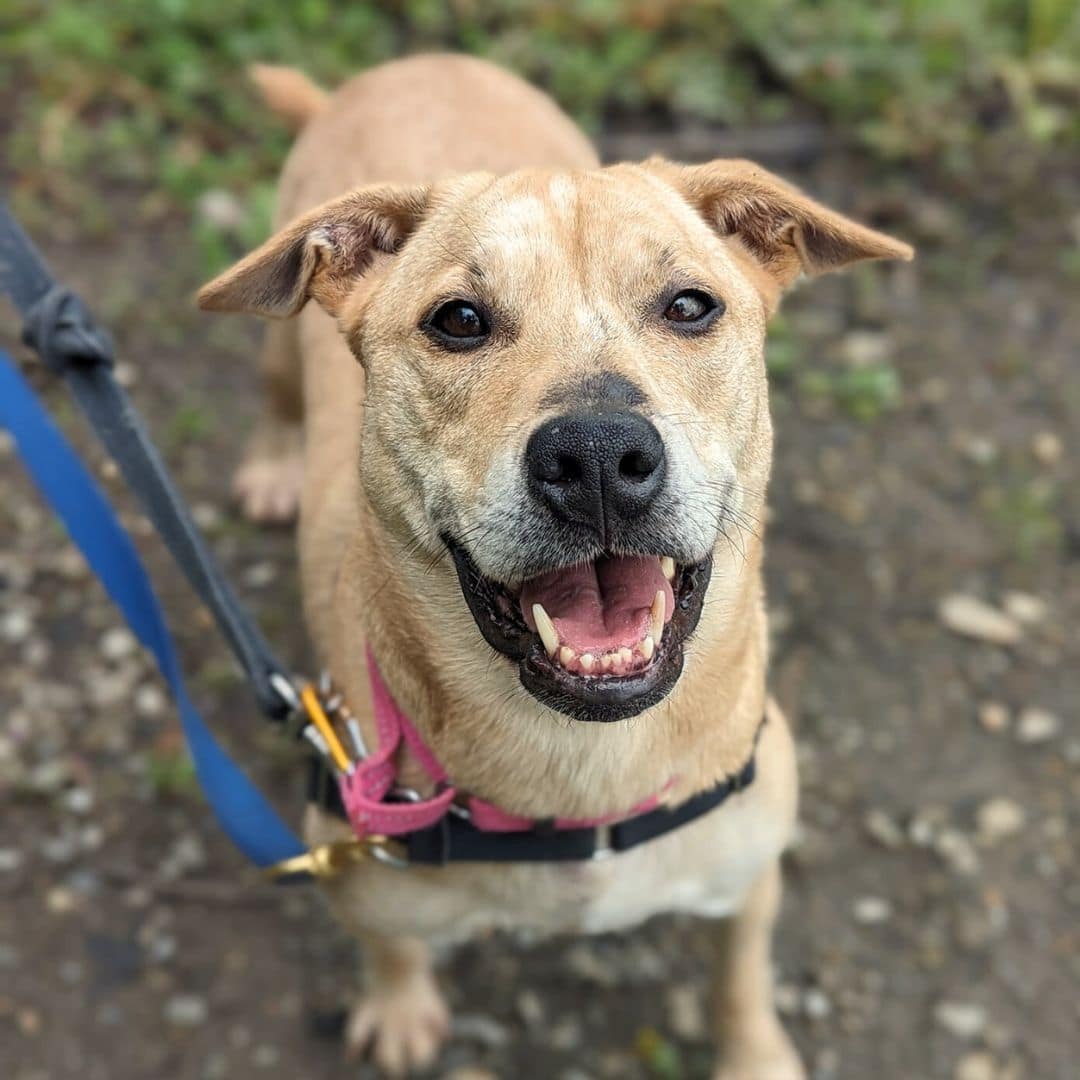 Donnez une seconde chance à cette jolie chienne