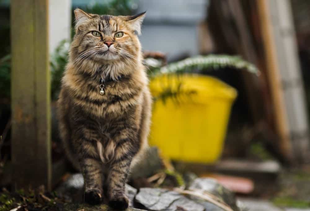 Des chats qui préfèrent la vie à la campagne 