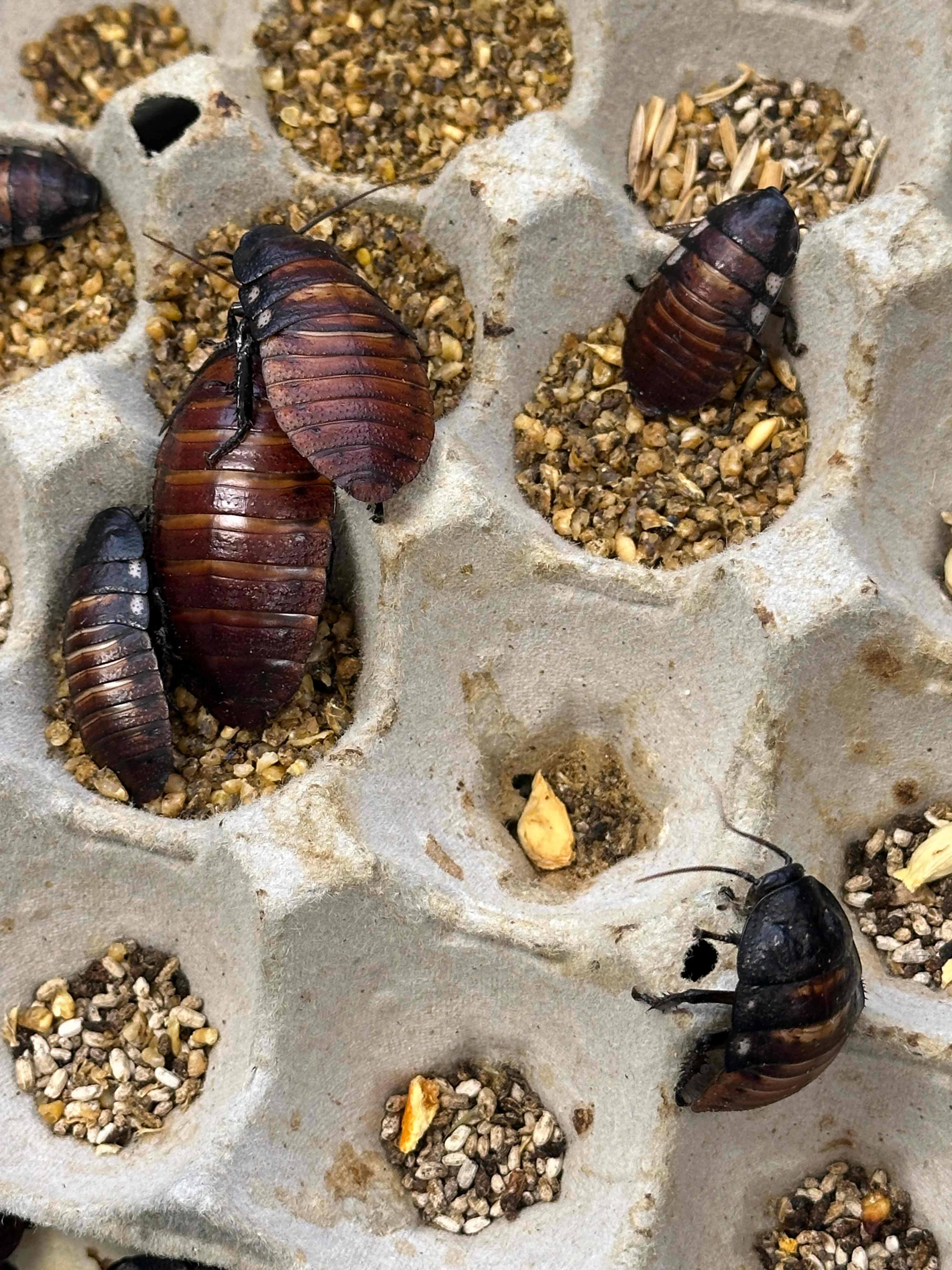 Australie: plus de 100 000 blattes de contrebande saisies près de Sydney