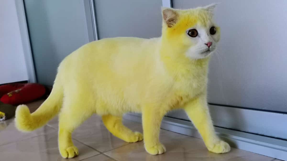 Un Chat Devient Le Sosie De Pikachu Apres Un Traitement Au Curcuma Le Sac De Chips Un Chat Devient Le Sosie De Pikachu Apres Un Traitement Au Curcuma Le Sac De Chips