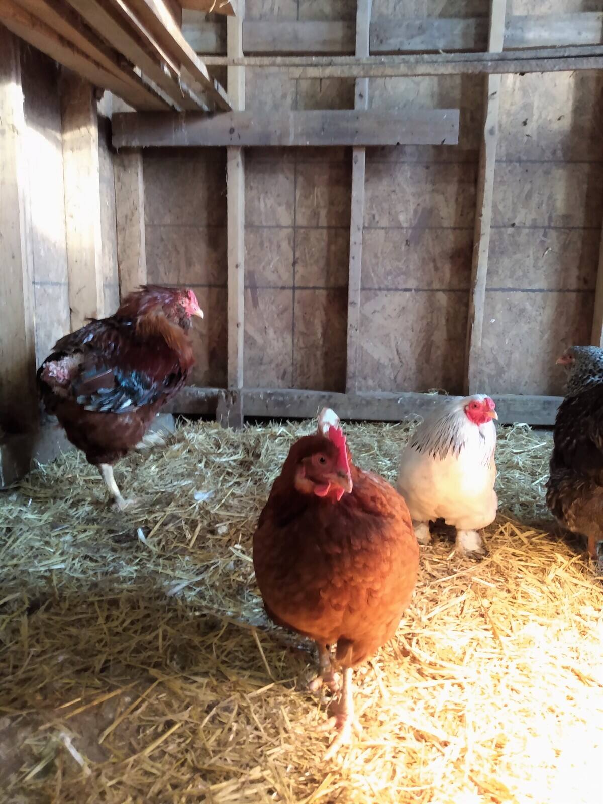 La poule urbaine se hisse sur le plus haut perchoir!  JDM