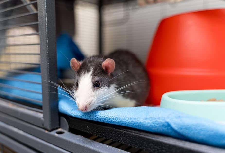 Quebec Rats Plusieurs rats de bonne taille vous attendent à la SPCA de Montréal ...