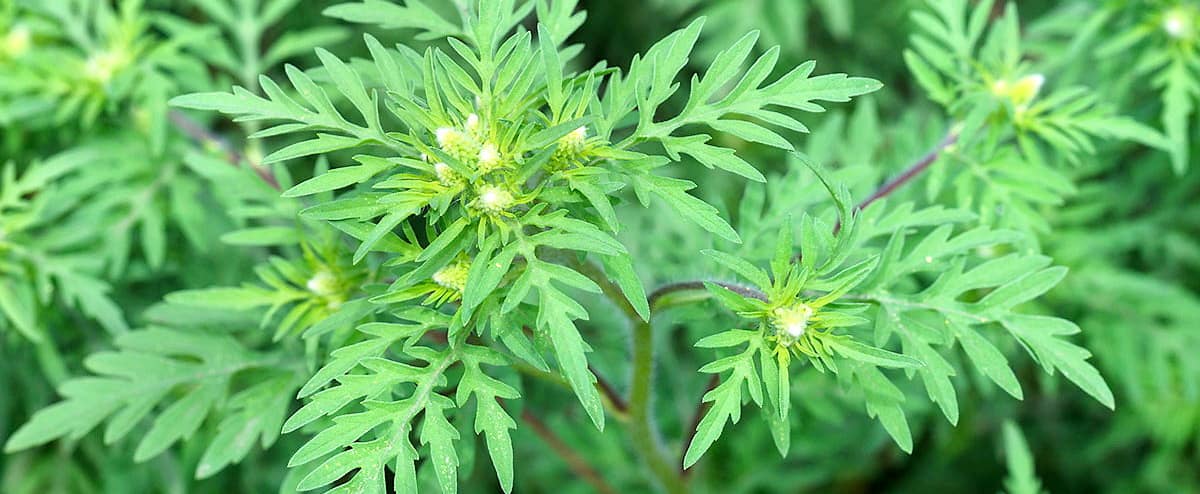 Pas de pitié pour l’herbe à poux! Voici comment l'identifier pour mieux l'éliminer