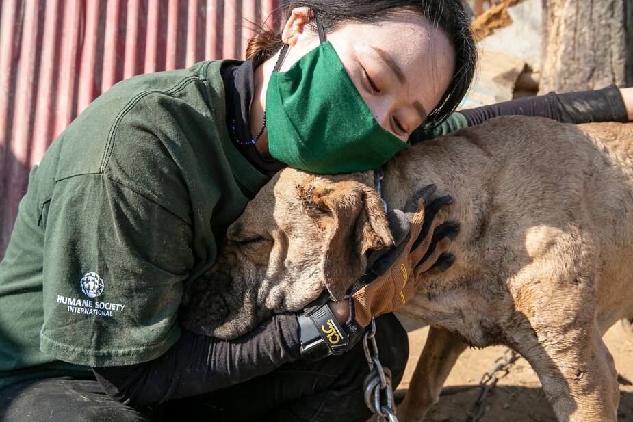 Image principale de l'article 50 chiens sauvés d'une ferme de viande en Asie