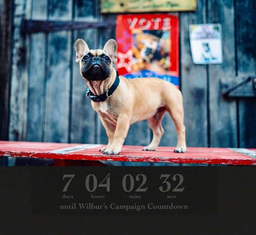 Un bouledogue français comme maire