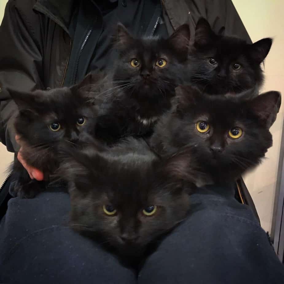 Une Chatte Errante Vient Presenter Sa Portee De Six Chatons A La Dame Qui Lui A Sauve La Vie Salut Bonjour Une Chatte Errante Vient Presenter Sa Portee De Six Chatons A La Dame Qui Lui A Sauve La Vie Salut Bonjour