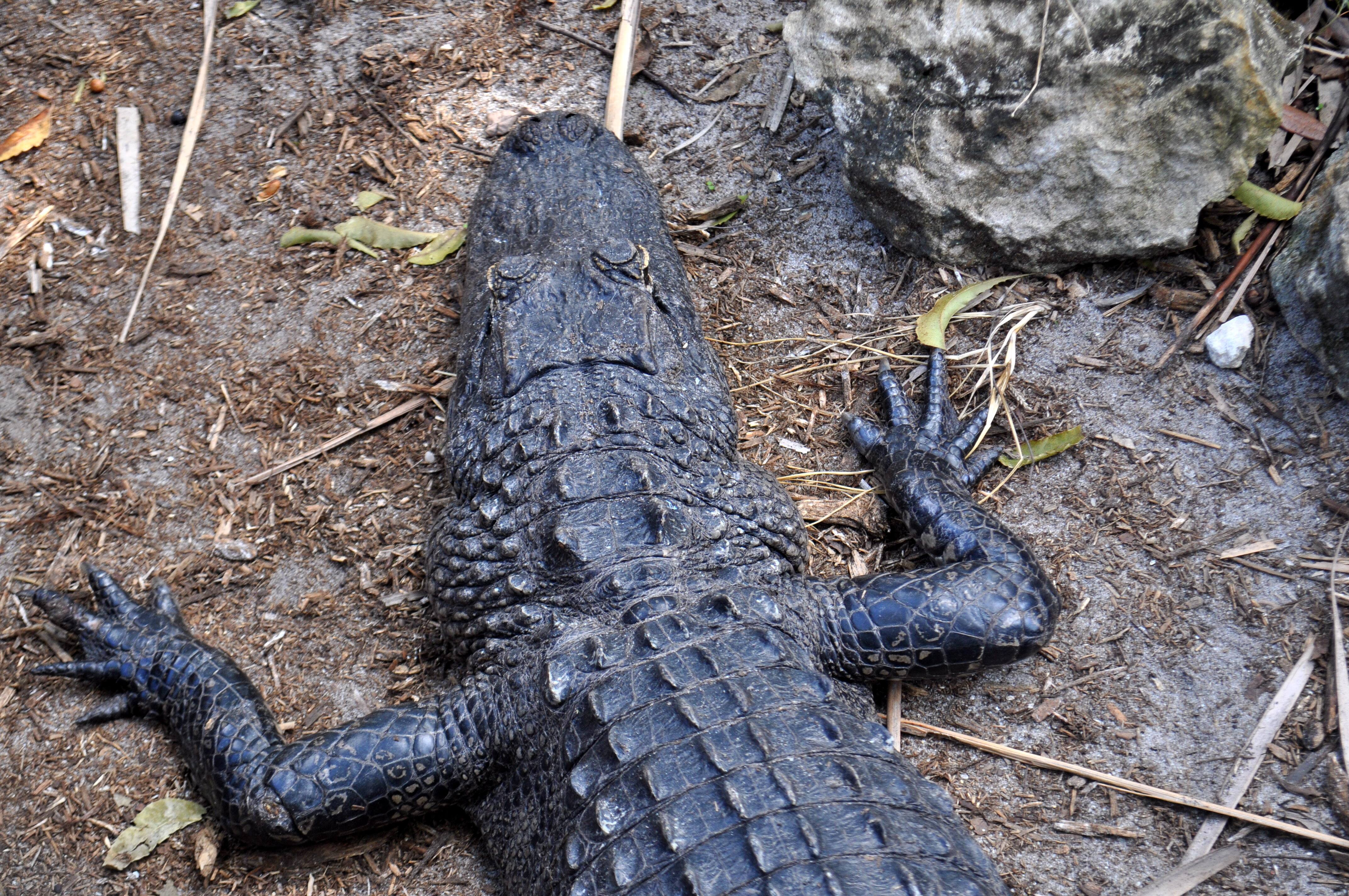 Une octog&eacute;naire perd la vie apr&egrave;s une attaque d&rsquo;alligators