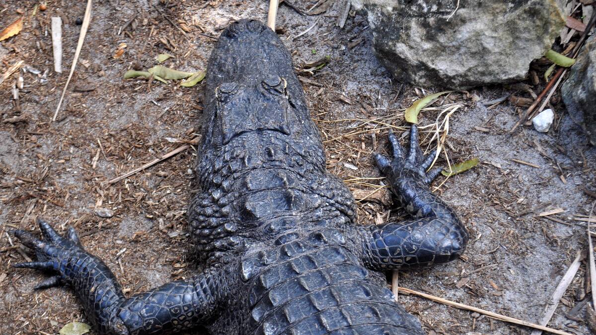 Une octogénaire perd la vie après une attaque d’alligators