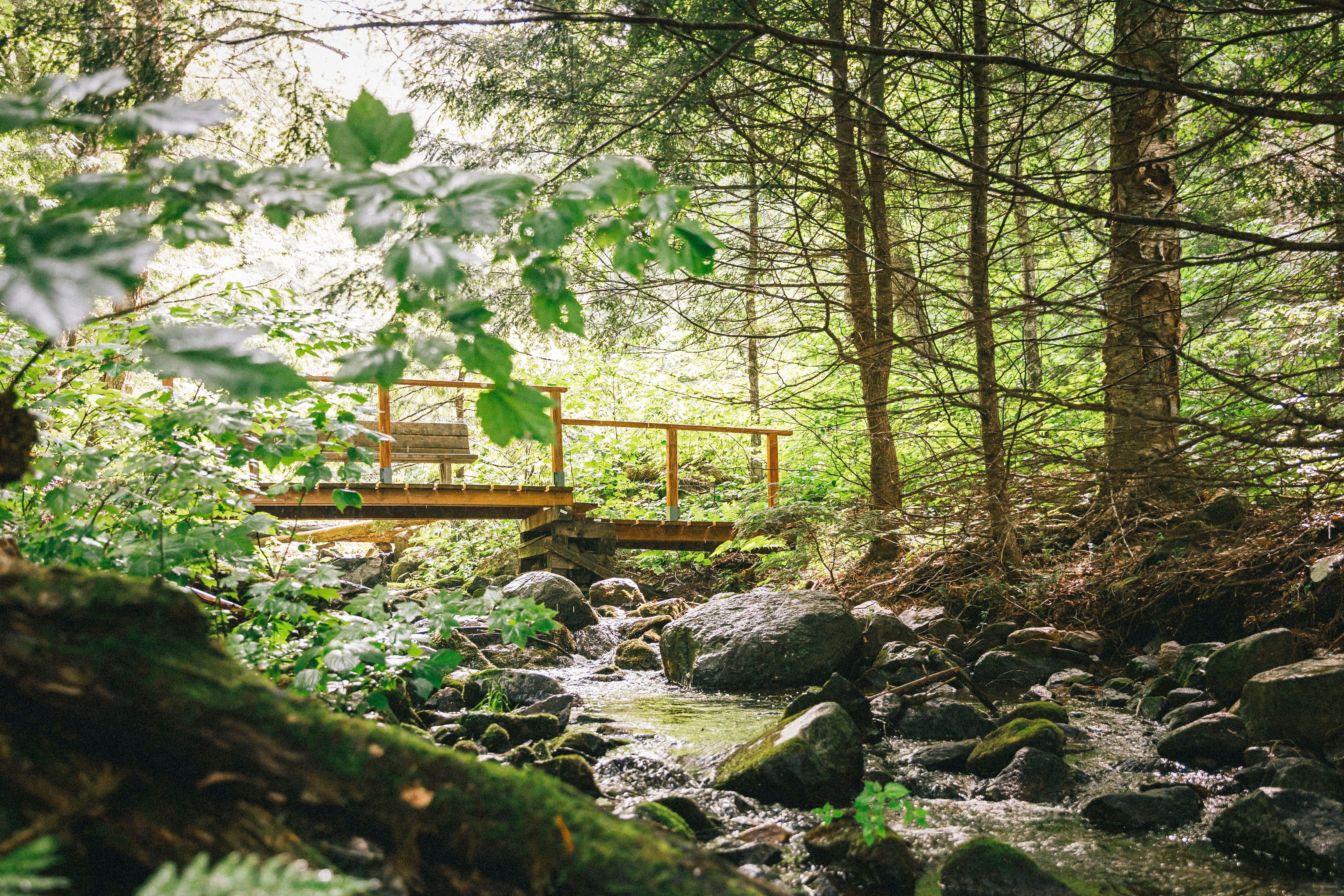 D&eacute;couvrez cette for&ecirc;t ancienne pr&egrave;s de Montebello