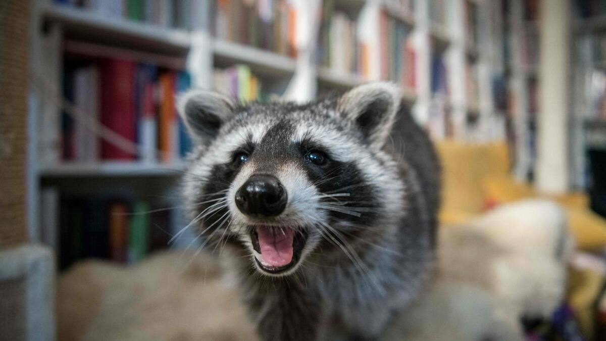 Une Ratonne Un raton laveur plonge une grande partie de Toronto dans le noir | TVA ...
