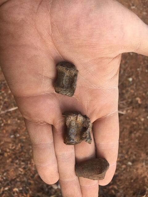 El dinosaurio más antiguo de África fue encontrado en Zimbabue