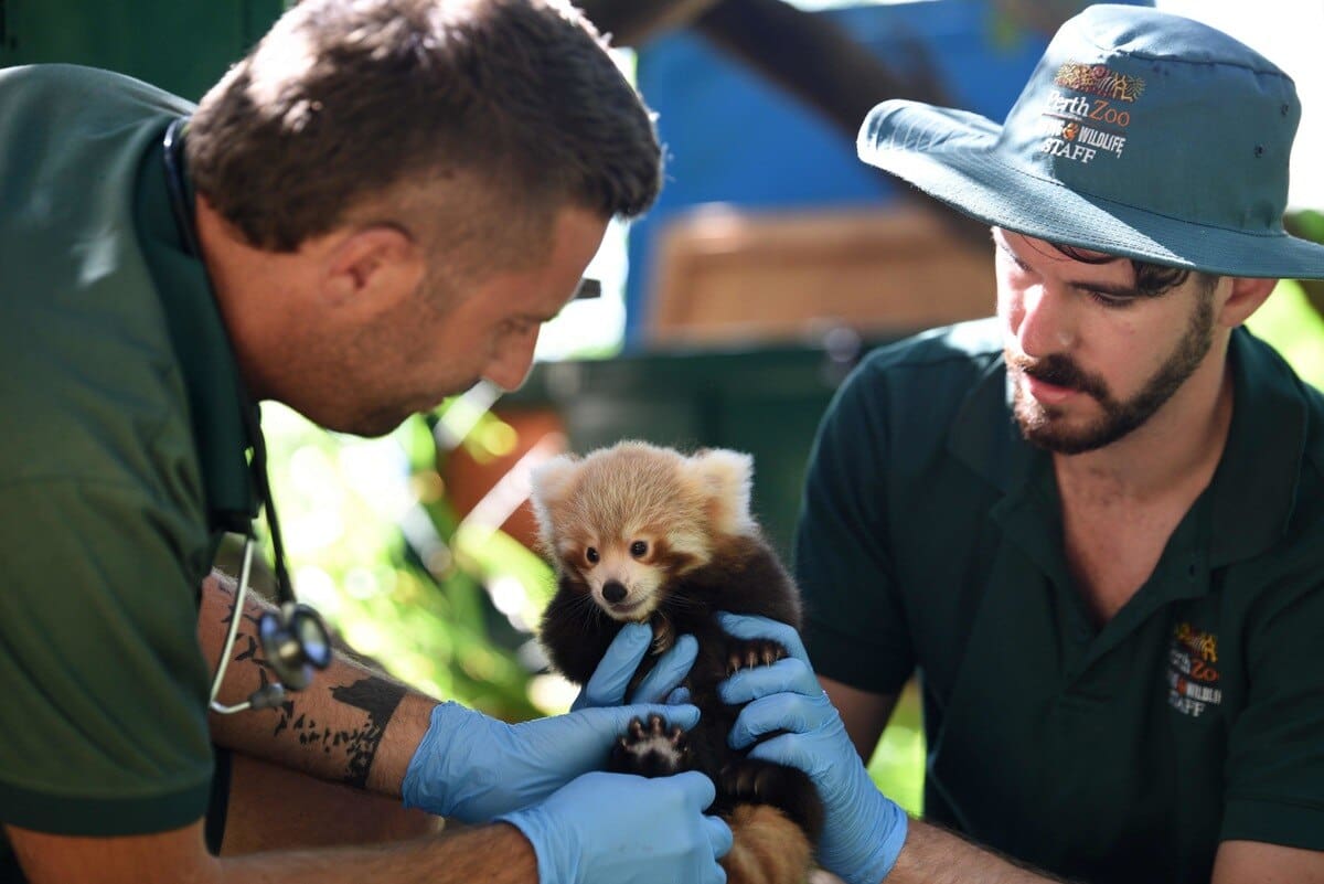 16 photos de pandas roux qui vous feront découvrir votre nouvel animal ...