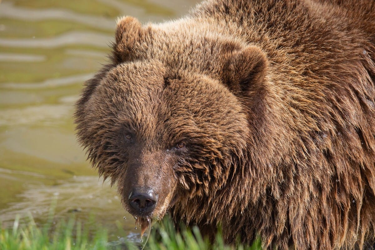 Infect&eacute;s par des vers c&eacute;r&eacute;braux en mangeant de la viande d&rsquo;ours