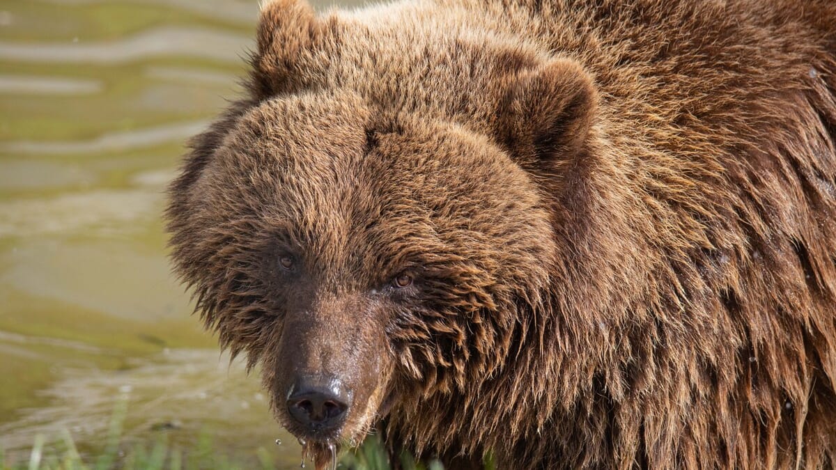 Infectés par des vers cérébraux en mangeant de la viande d’ours