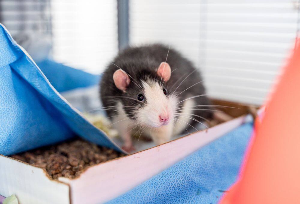 Plusieurs rats de bonne taille vous attendent à la SPCA de Montréal ...