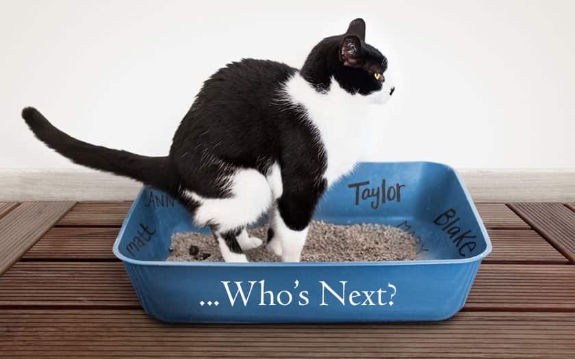 Un chat pourrait faire caca sur le nom de votre ex