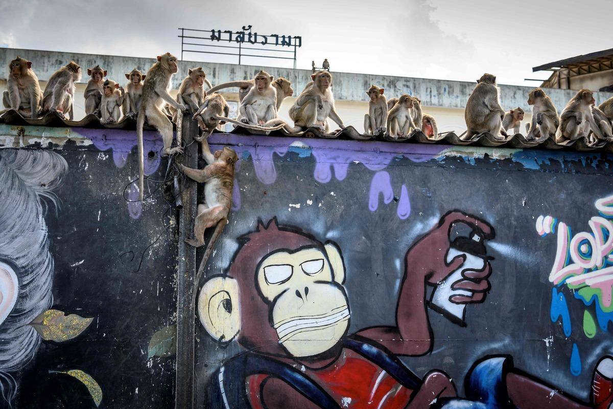 En Images Thailand Invaded By Macaques The City Of Monkeys Strikes Back Rokzfast